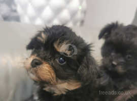 Chihuahua x 2024 poodle puppies