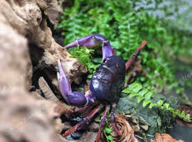 Purple land crab + enclosure