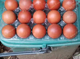 6 fertile hatching eggs French copper maran