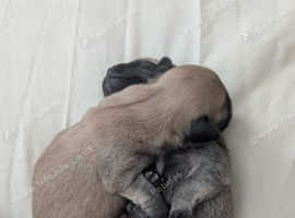 1 Male Chug pup left for sale