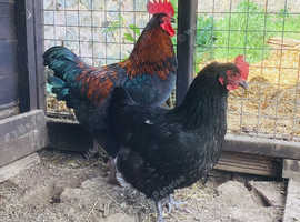 Pair copper black marans