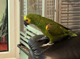 Blue fronted Amazon 1 yr old