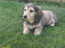 Shaded Cream Miniature Longhaired Dachshund Male
