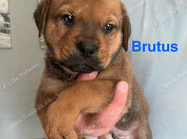American Bulldog X Rottweiler Puppies