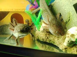 Axolotl URGENT FREE