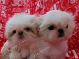 One Shih tzu female and male