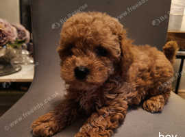 Red maltipoo for store sale