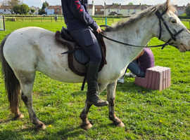 Perfect lead rein pony!