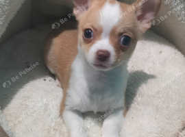 Male chihuahua puppy
