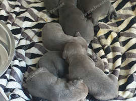 Dewellblue Blue Staffy Pups