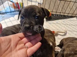 Staffordshire Bull Terrier Dogs and Puppies Staffy in Thirsk