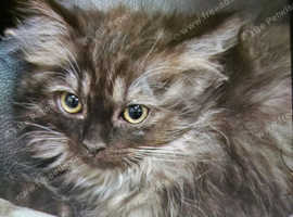 British long hair kittens for sale