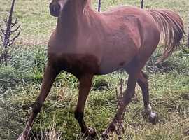 Chestnut Filly British Riding Pony