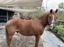 Welsh/QH 8yr old pony 13hh Gelding