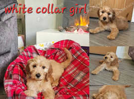 Standard Irish Doodle Puppies for Sale 3 left
