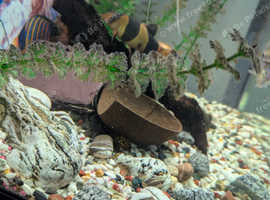 Clown Loach