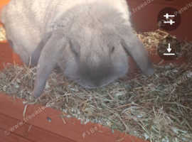 Dwarf lop rabbit