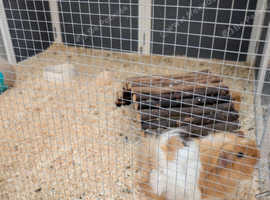 2 Male Guinea Pigs. Brothers. Age 2.