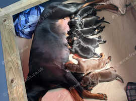 Beautiful doberman puppies