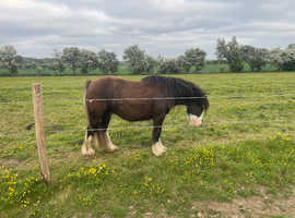 2yo Silver Bay Cob Gelding