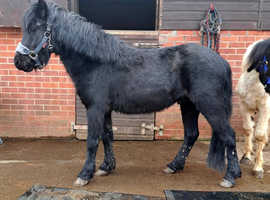 Dartmoor Hill Pony