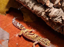 Leopard Gecko