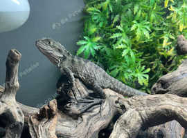 Australian Water Dragons