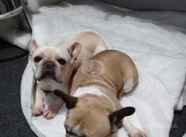 Frenchie dogs x2 mum and daughter
