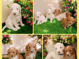 MULTIGENERATION AUSTRALIAN LABRADOODLES