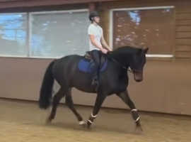 16/16.1h stunning KWPN mare