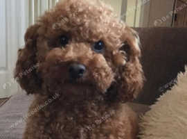 Toy poodle male