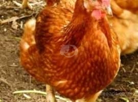 Laying Hens Biodynamic Nantclyd Farm Ystwyth Valley Wales