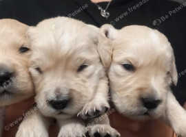 Golden retriever