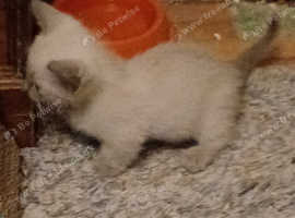 Rare blue eyed seal point rug hugger