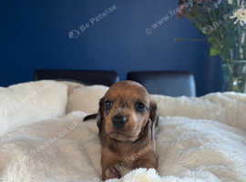 Stunning litter of kc dachshund puppies