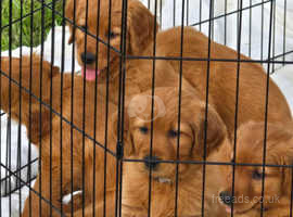 Chunky KC Golden Retriever Puppies