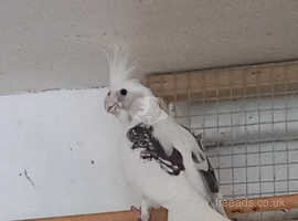 Adult Hen Pearl-Pied-Whiteface Cockatiel for sale