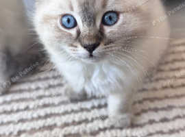 Seal lynx male Ragdoll kitten for sale