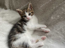 1 female kitten
