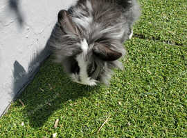 Very tame cute rabbits for sale