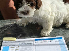 Havanese puppy