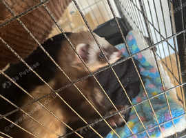 Ferrets