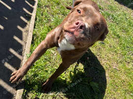 Pup needing rehomed