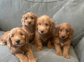 Beautiful Irish doodle puppies