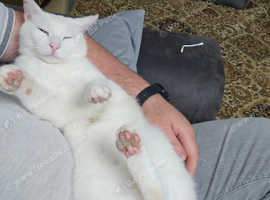 I am looking for a new home for my cat.