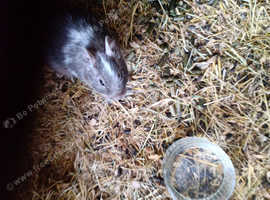 2 female degus