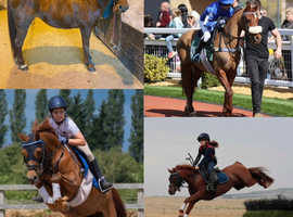 Great fun kids pony