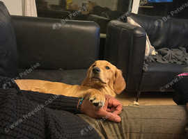 Golden retriever puppies for sale store in surrey