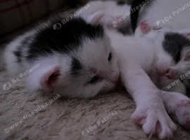 I have one girl sisters left now for new homes