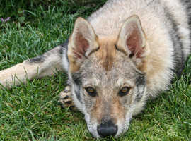 Czechoslovakian Wolfdog Puppies